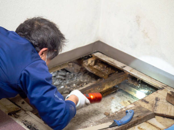 Cary, IL Mold Remediation Company