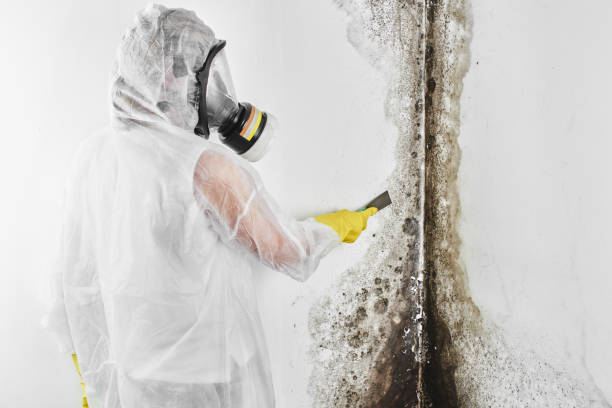 Best Mold Testing and Inspection Services in Cary, IL