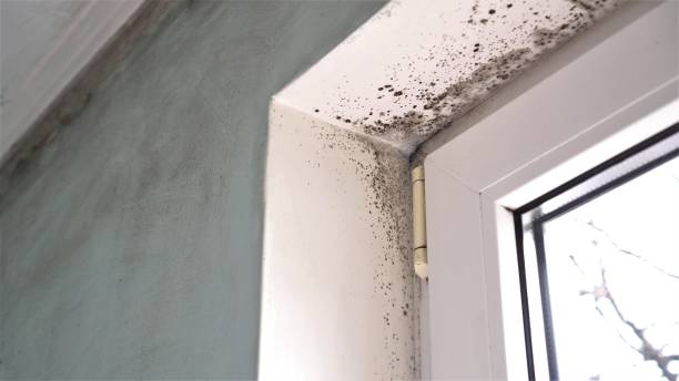 Best Black Mold Remediation in Cary, IL