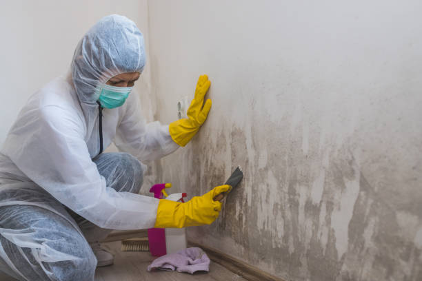 Best Industrial Mold Remediation in Cary, IL