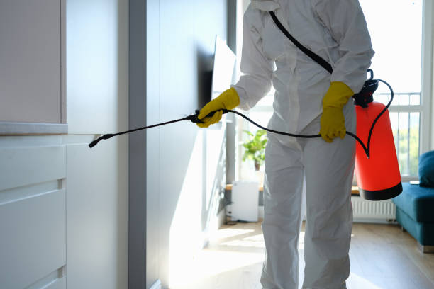 Best Post-Flood Mold Remediation in Cary, IL