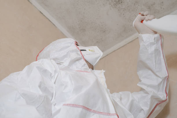 Best Basement Mold Remediation in Cary, IL