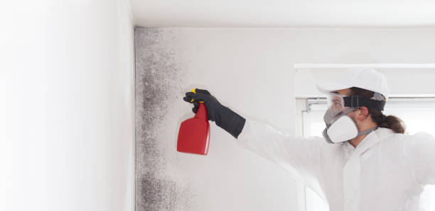 Best Insurance-Related Mold Remediation in Cary, IL