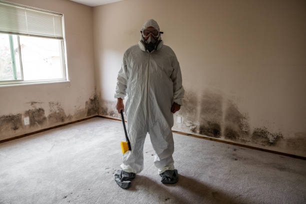 Best Crawl Space Mold Remediation in Cary, IL