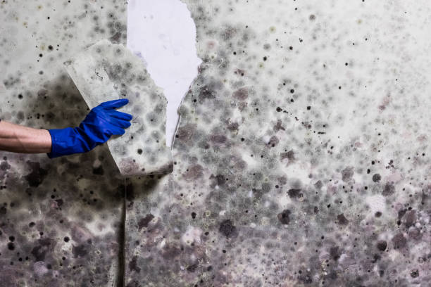 Best Kitchen Mold Remediation in Cary, IL