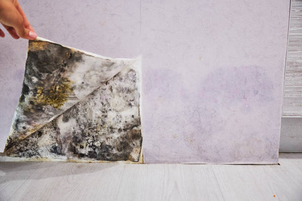 Best Attic Mold Remediation in Cary, IL